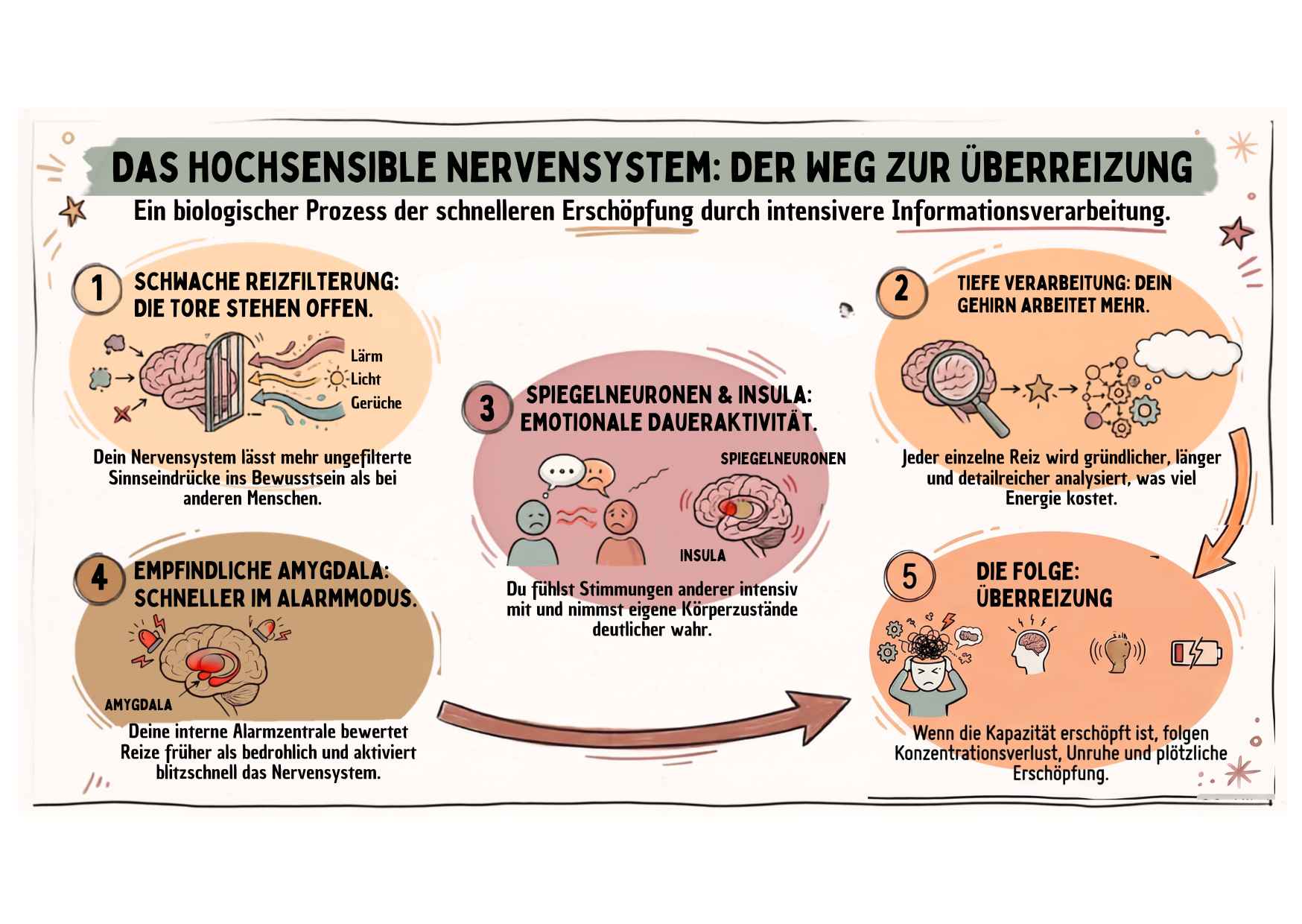 Dein Gehirn arbeitet anders, nicht falsch 🙂 Fünf Merkmale des hochsensiblen Gehirns auf dem Weg zur Überreizung: schwache Reizfilterung, tiefe Verarbeitung, Spiegelneuronen und Insula, empfindliche Amygdala, Überreizung