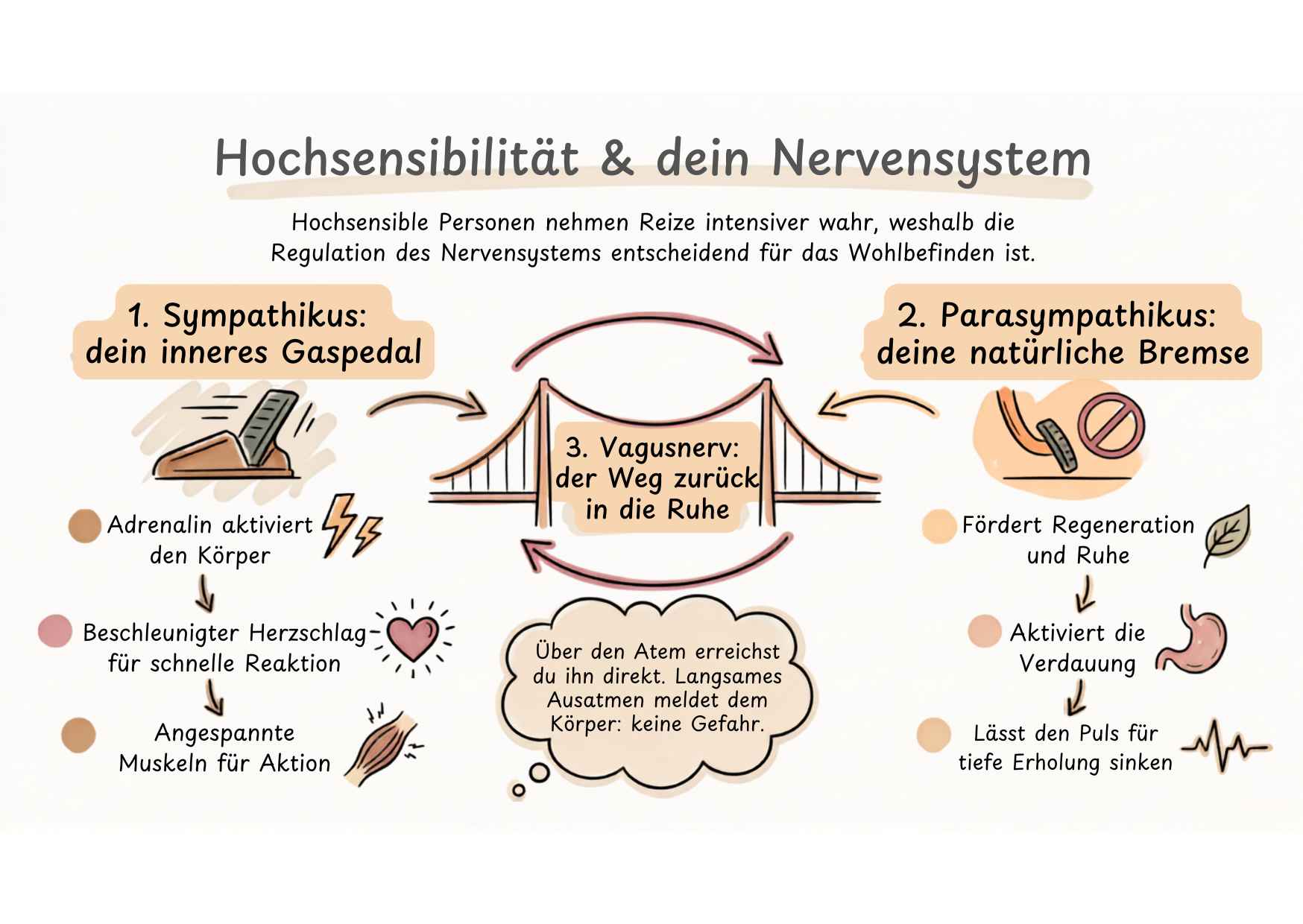 Sympathikus als Gaspedal, Parasympathikus als Bremse und der Vagusnerv als Weg in die Ruhe: das vegetative Nervensystem bei Hochsensibilität