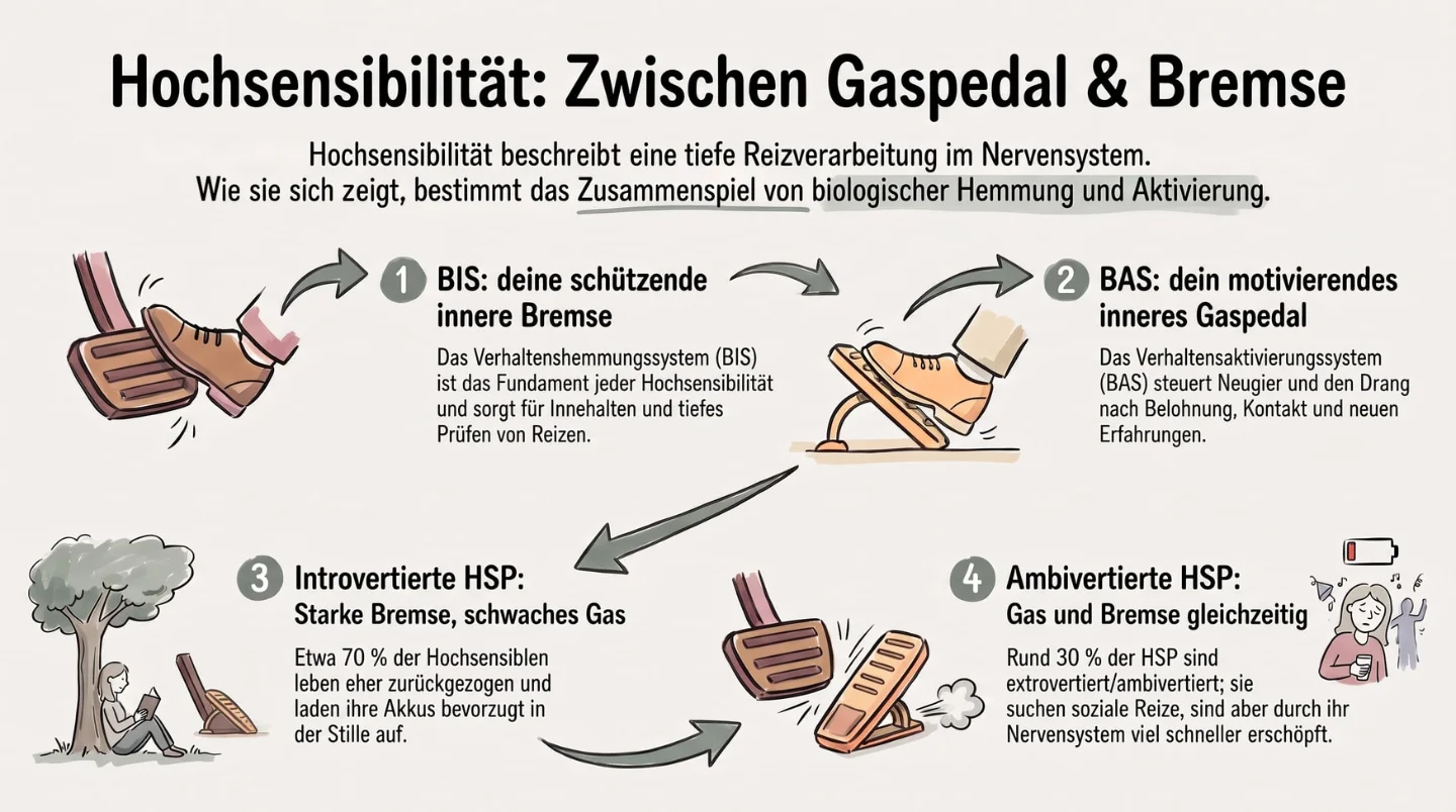 Du findest deine eigene Balance 🙂 Infografik Hochsensibilität: Zwischen Gaspedal und Bremse. Hochsensibilität beschreibt eine tiefe Reizverarbeitung im Nervensystem, und wie sie sich zeigt, bestimmt das Zusammenspiel von biologischer Hemmung und Aktivierung. 1. BIS, deine schützende innere Bremse: Das Verhaltenshemmungssystem ist das Fundament jeder Hochsensibilität und sorgt für Innehalten und tiefes Prüfen von Reizen. 2. BAS, dein motivierendes inneres Gaspedal: Das Verhaltensaktivierungssystem steuert Neugier und den Drang nach Belohnung, Kontakt und neuen Erfahrungen. 3. Introvertierte HSP, starke Bremse und schwaches Gas: Etwa 70 Prozent der Hochsensiblen leben eher zurückgezogen und laden ihre Akkus in der Stille auf. 4. Ambivertierte HSP, Gas und Bremse gleichzeitig: Rund 30 Prozent suchen soziale Reize und sind durch ihr Nervensystem viel schneller erschöpft.